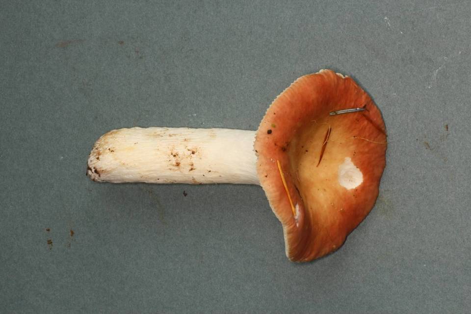 Russula mordax image