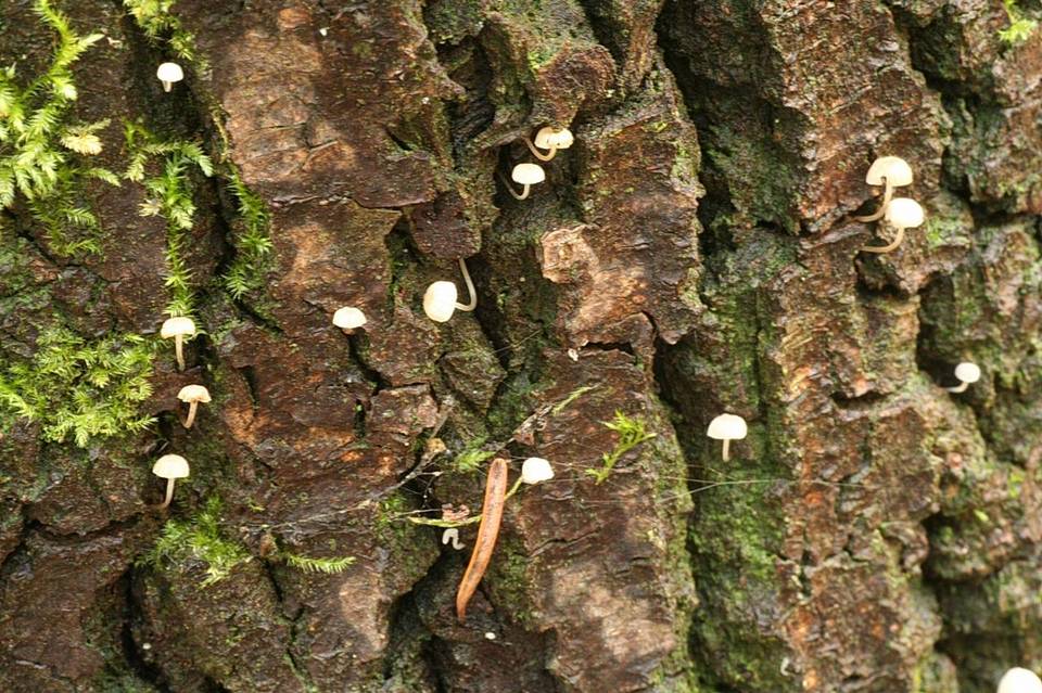 Mycena supina image