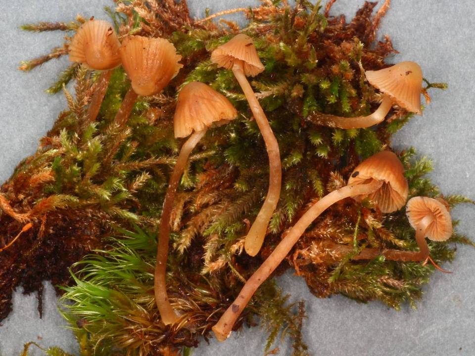Galerina pumila image