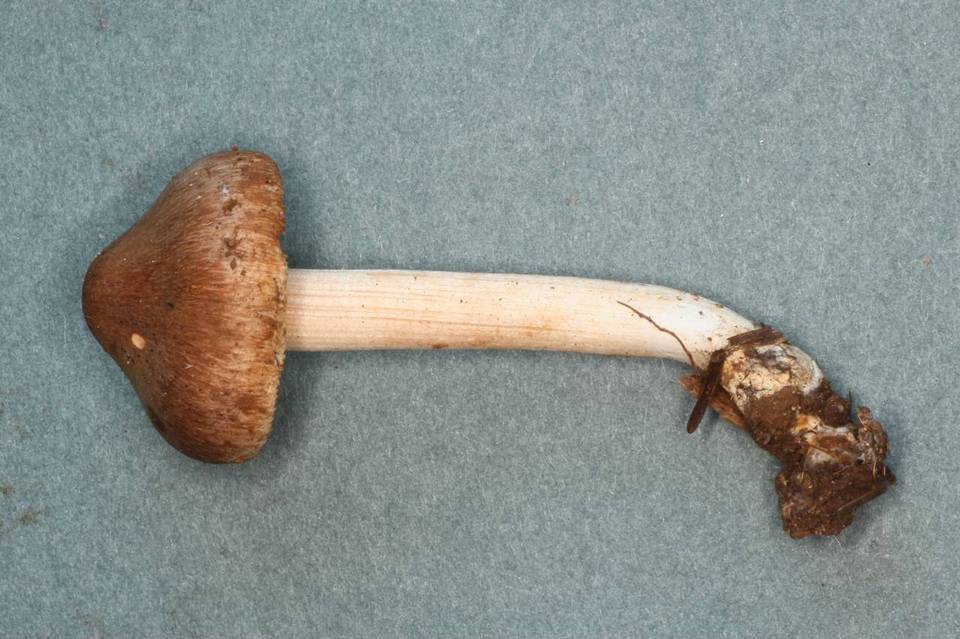 Inocybe fuscidula image