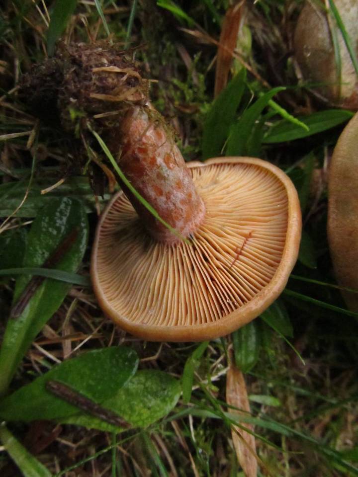 Lactarius deliciosus var. olivaceosordidus image