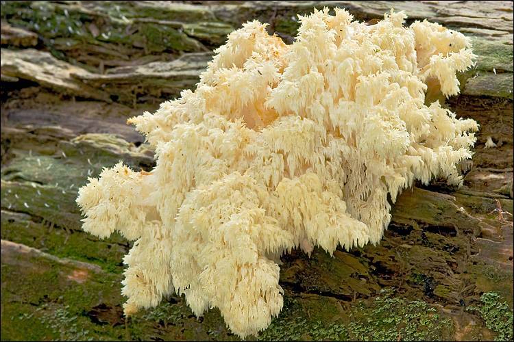 Hericium alpestre image