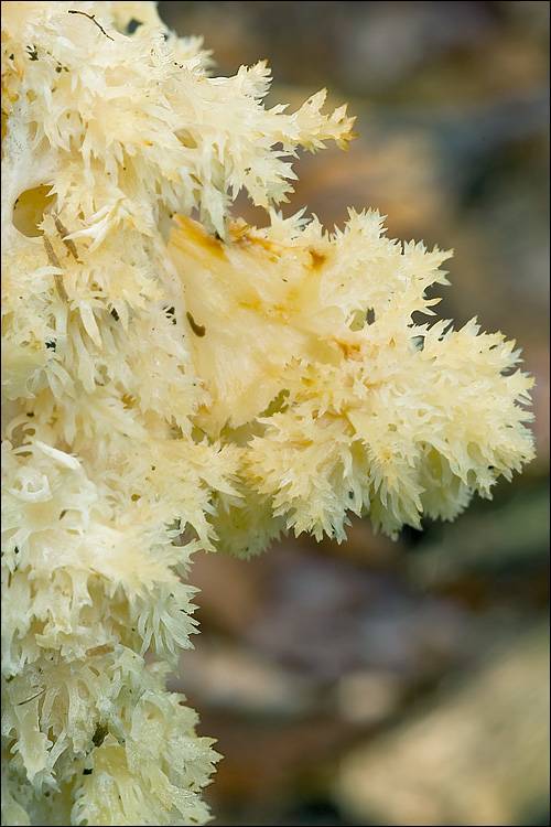 Hericium alpestre image