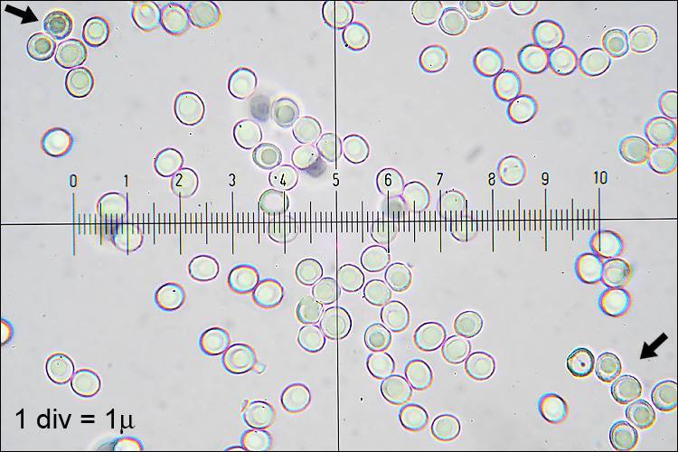 Hericium alpestre image
