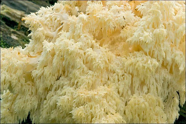 Hericium alpestre image