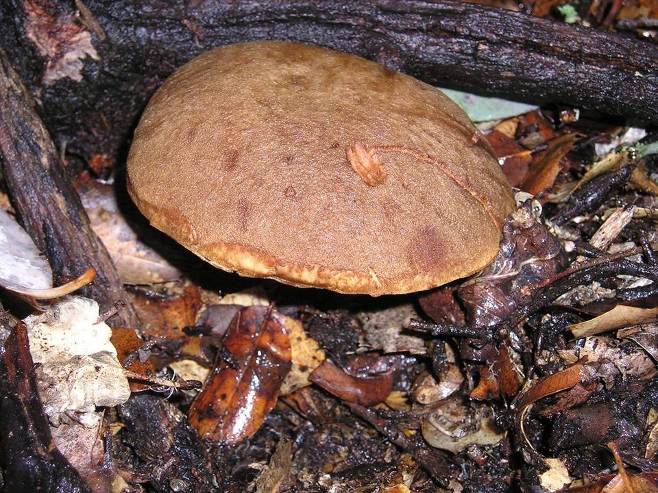 Boletus amyloideus image