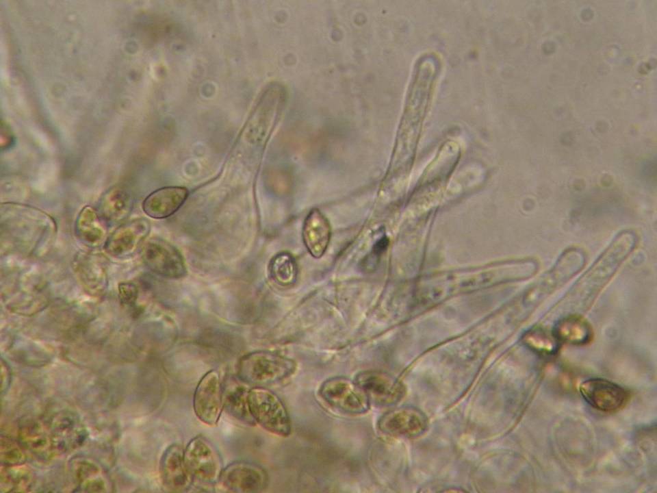 Galerina atkinsoniana image