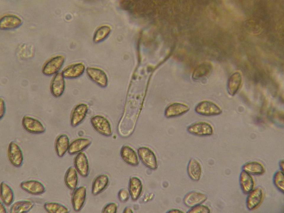 Galerina atkinsoniana image