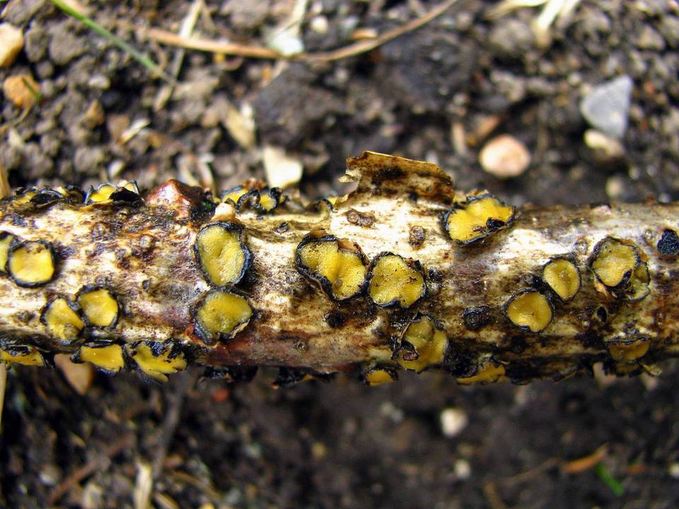 Colpoma juniperi image