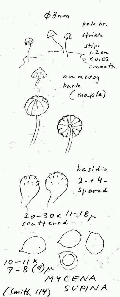 Mycena supina image
