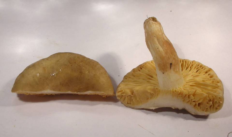 Arcangeliella desjardinii image