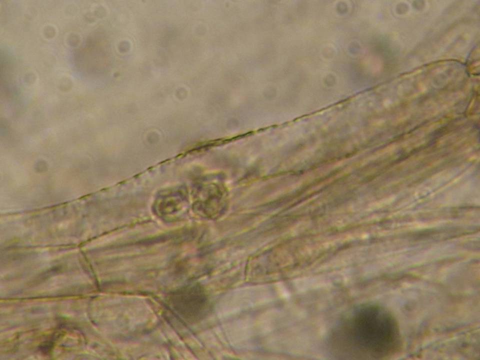 Entoloma ortonii image