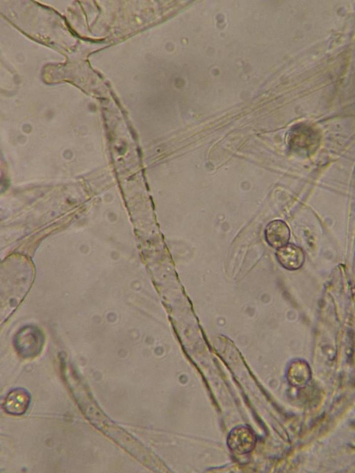 Entoloma ortonii image