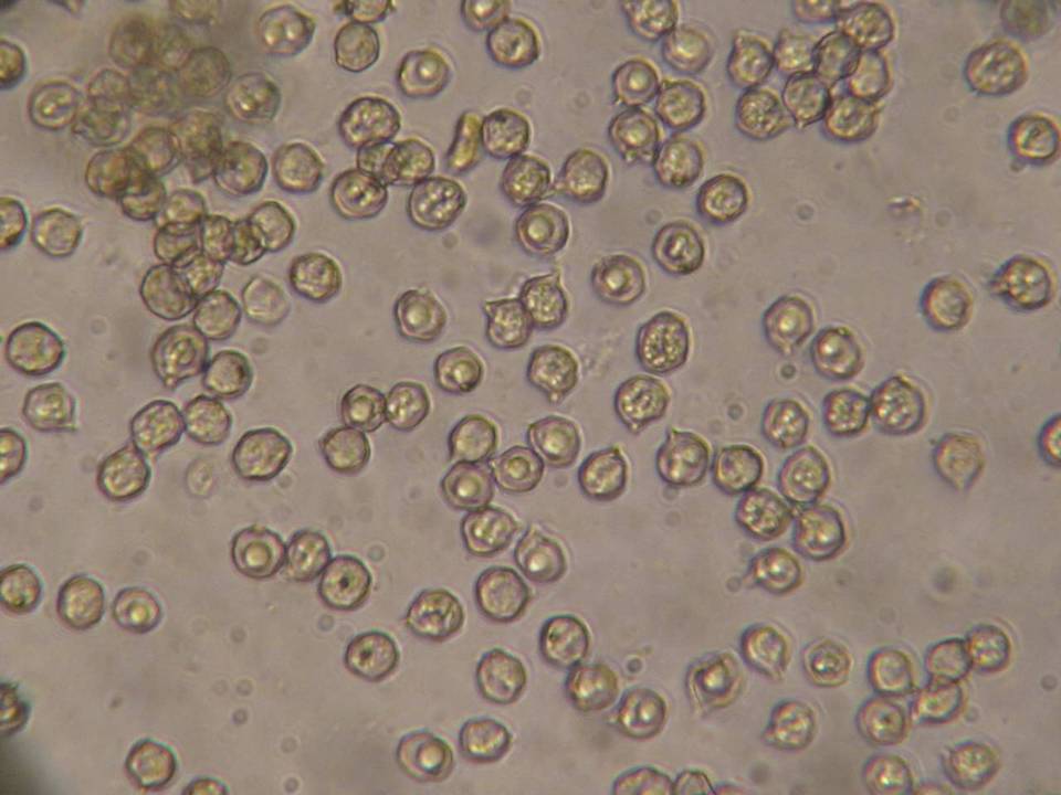 Entoloma ortonii image