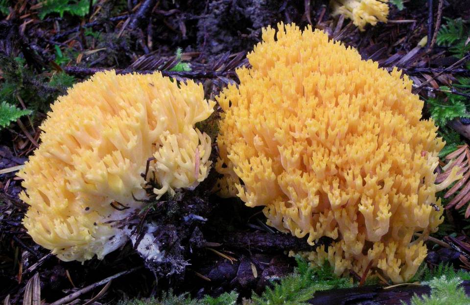 Ramaria cystidiophora image