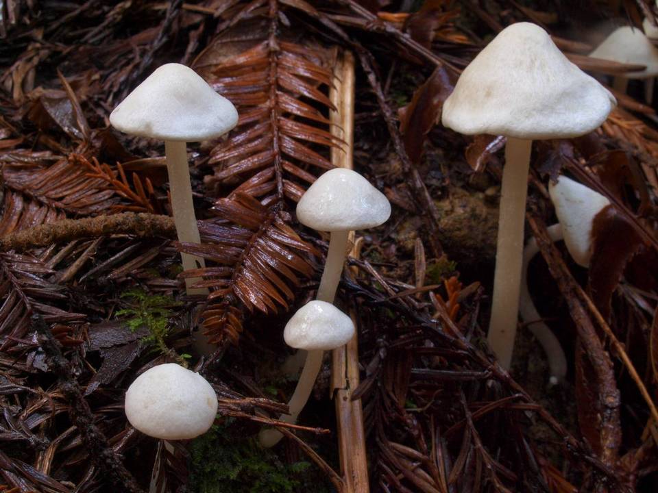 Alboleptonia adnatifolia image