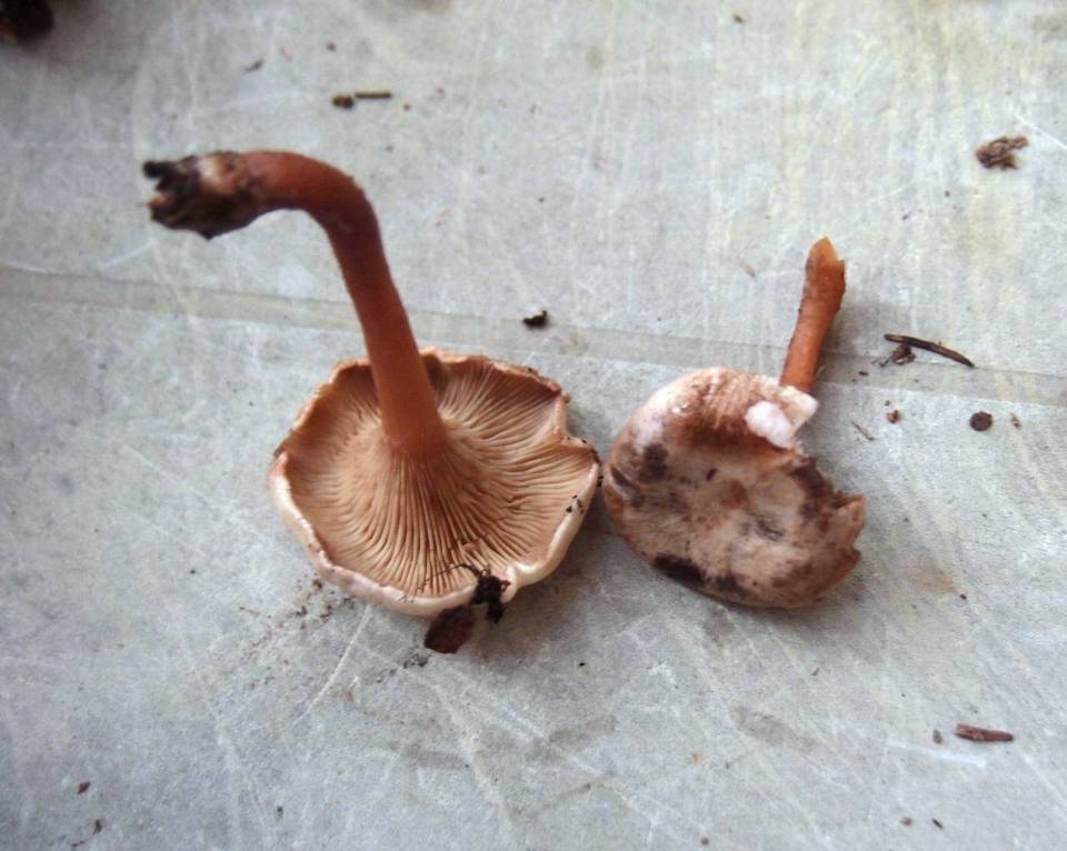 Ripartites metrodii image