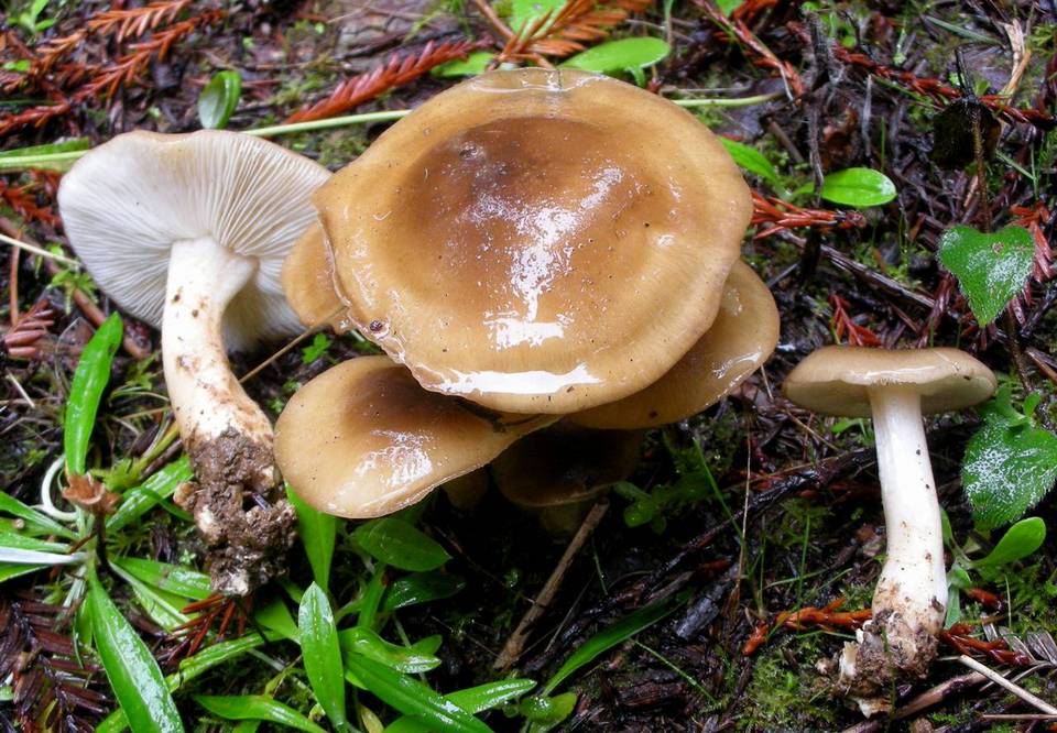 Rhodocollybia badiialba image
