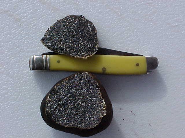 Melanogaster natsii image