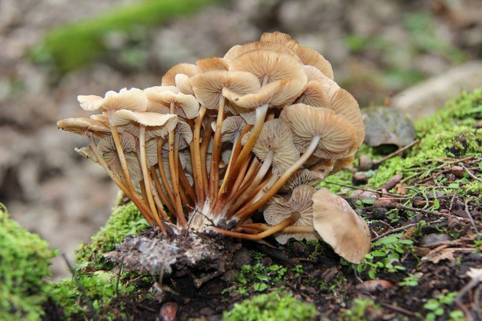 Marasmius wynnei image
