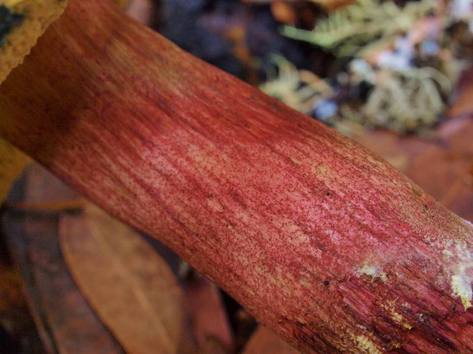 Xerocomus truncatus image
