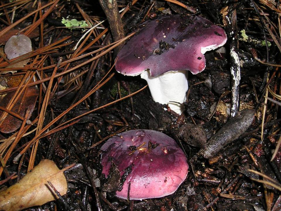 Russula murrillii image