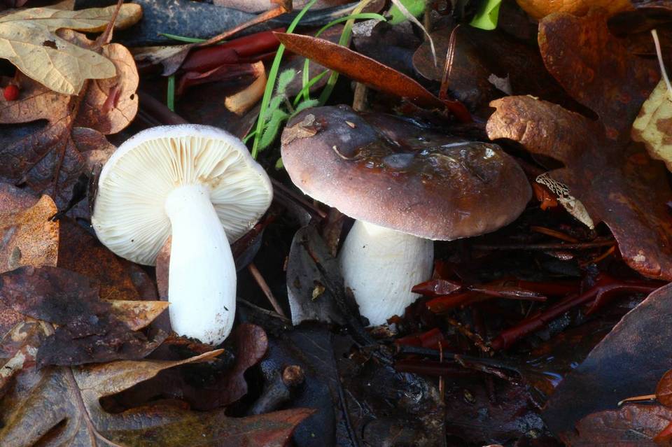 Russula murrillii image