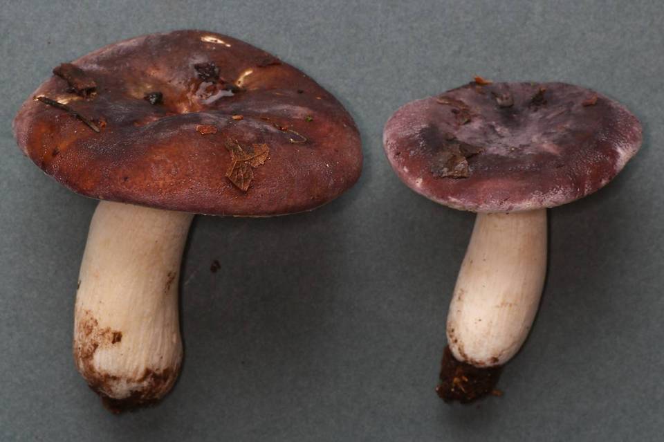 Russula murrillii image