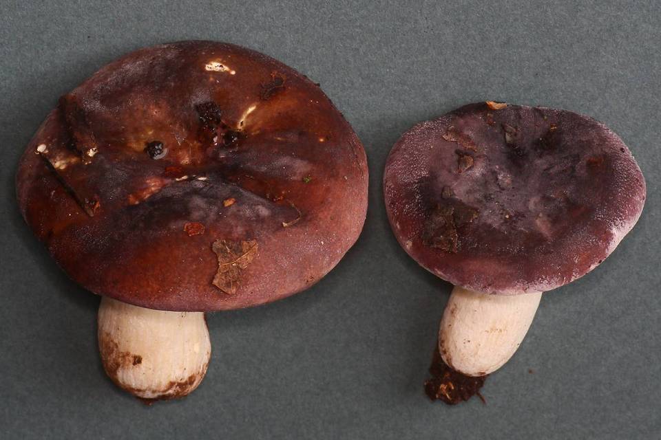 Russula murrillii image