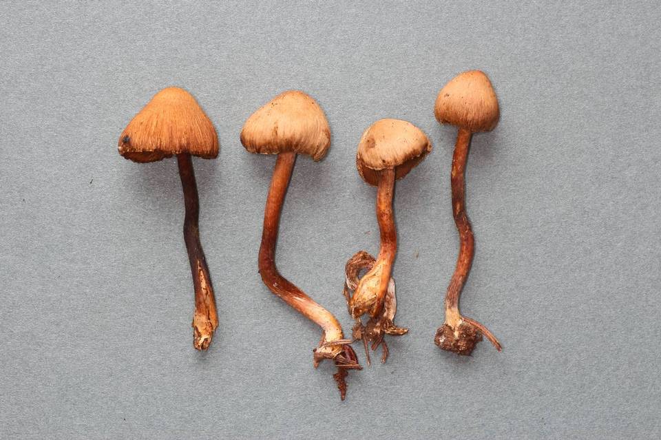 Inocybe hotsoniana image