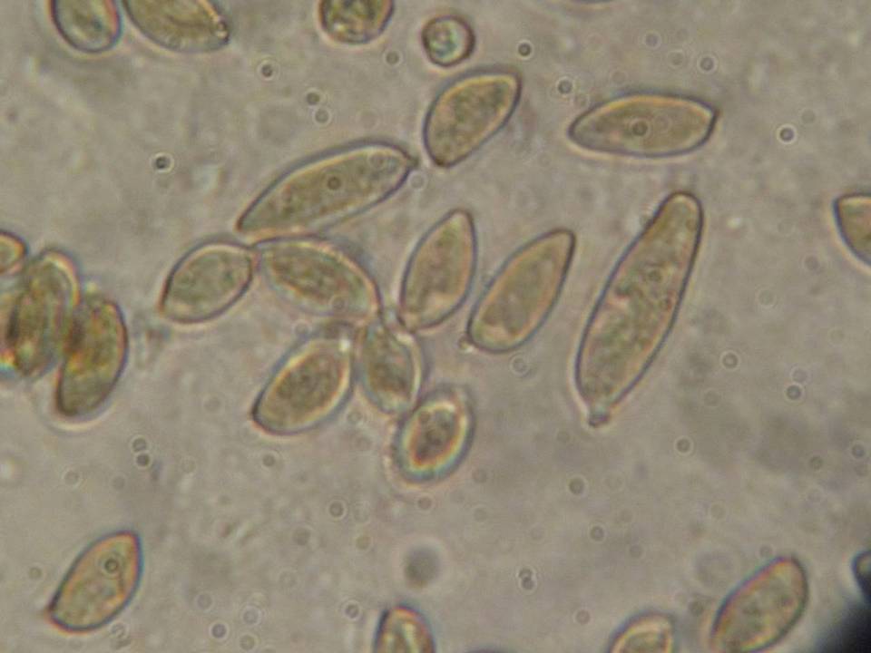 Inocybe hotsoniana image