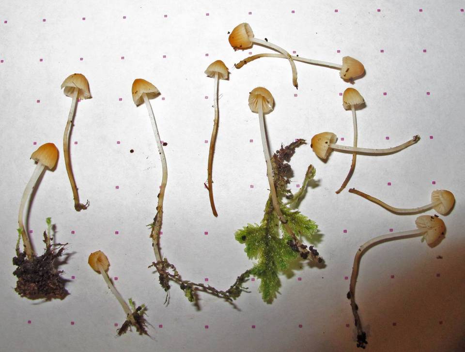 Atheniella leptophylla image