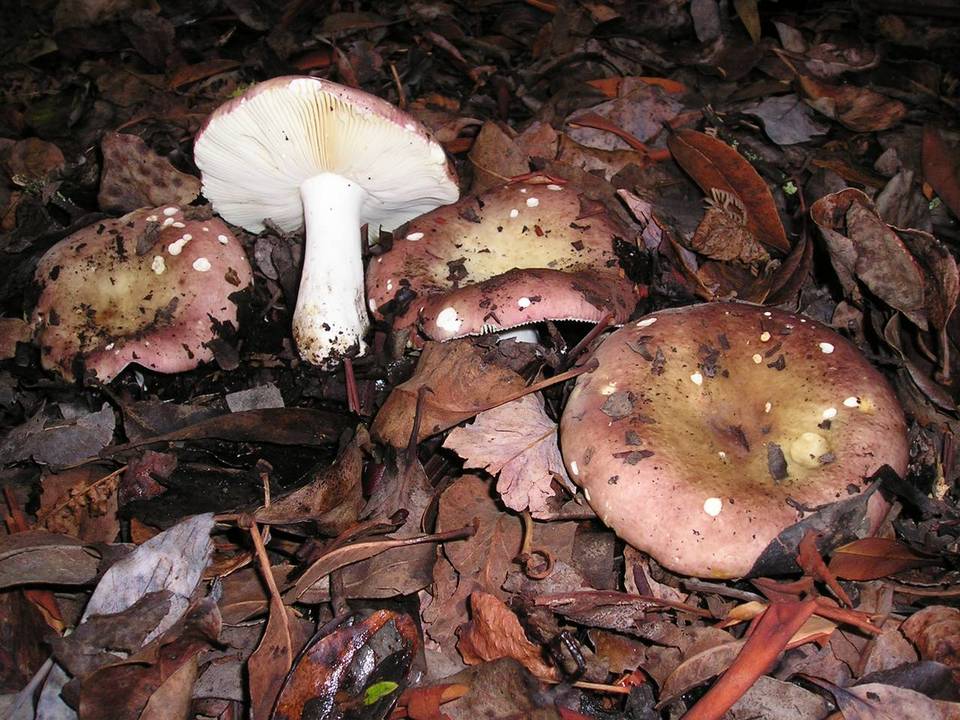 Russula abietina image