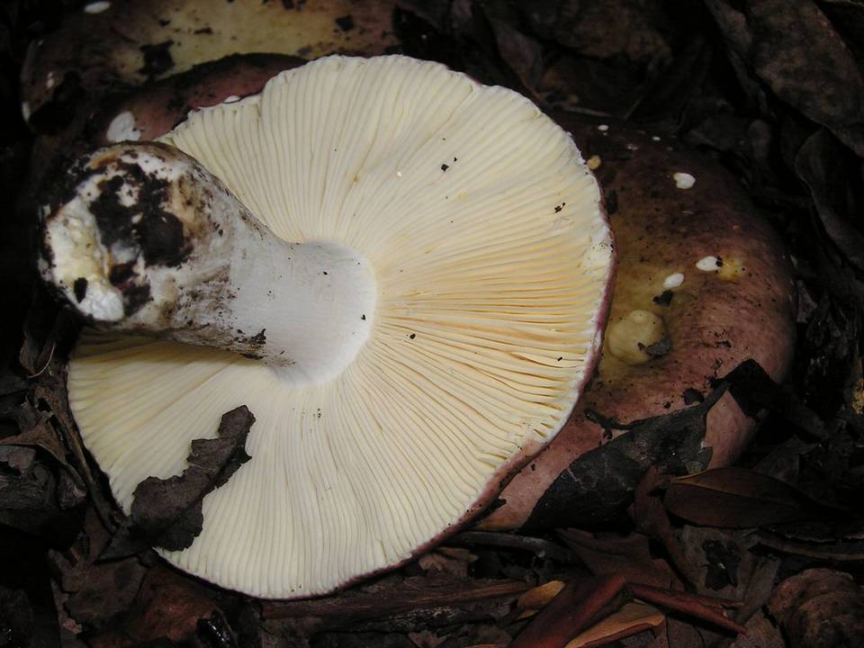 Russula abietina image