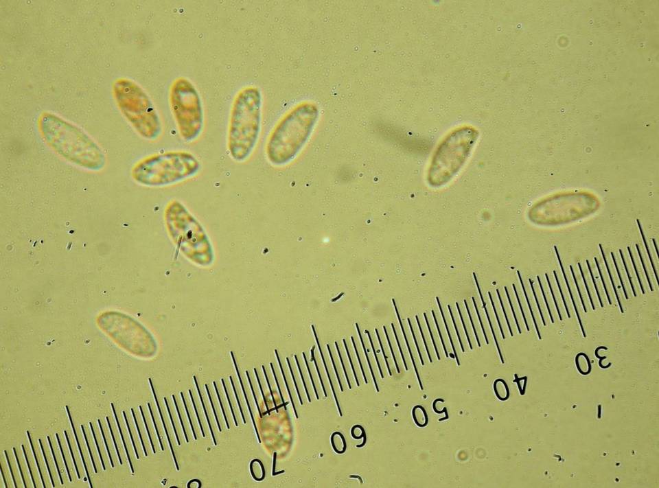 Royoporus badius image