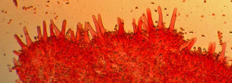 Mycopan scabripes image