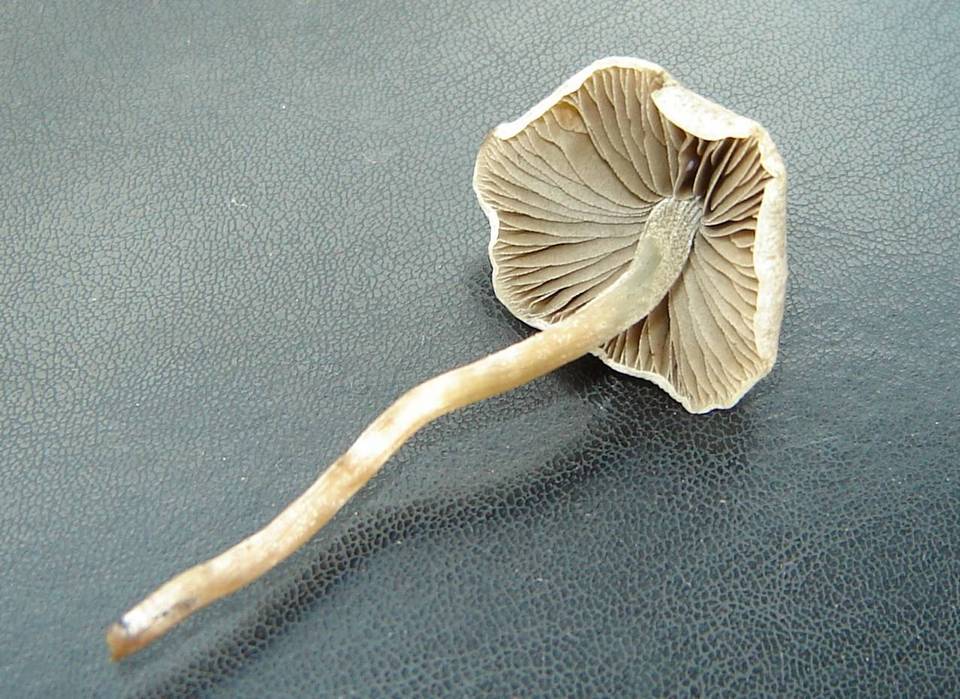 Panaeolus bisporus image
