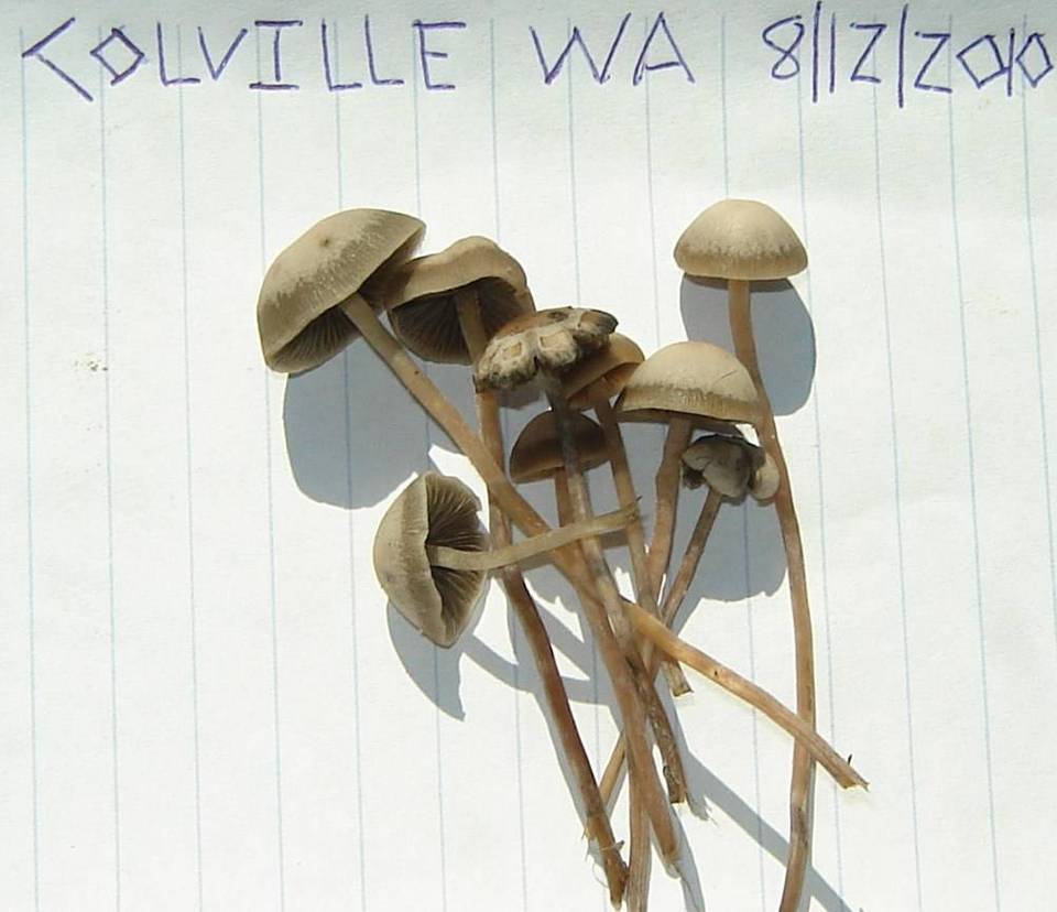 Panaeolus bisporus image