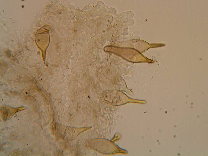 Panaeolus bisporus image