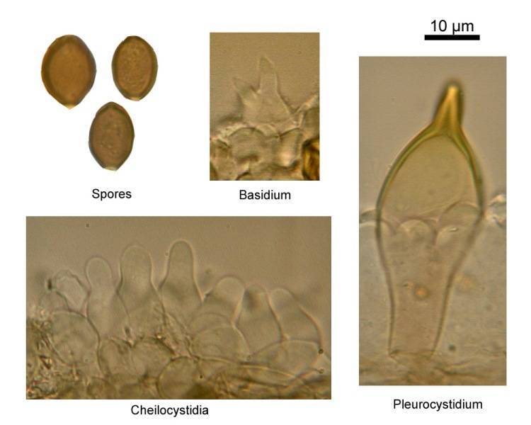 Panaeolus bisporus image