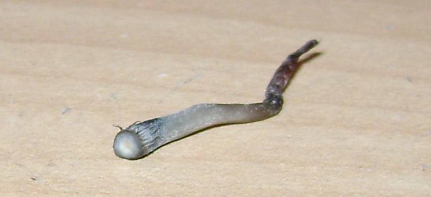 Panaeolus bisporus image