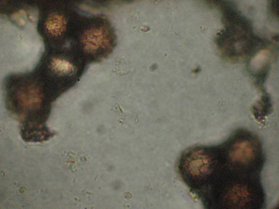 Astraeus pteridis image