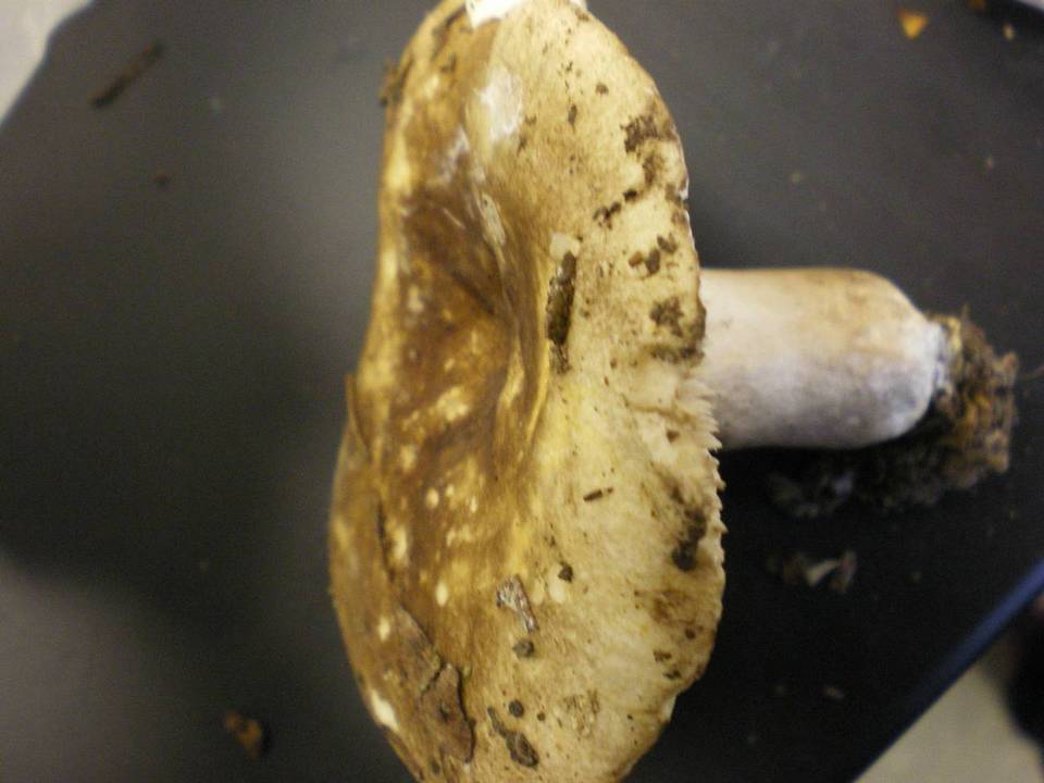 Russula cascadensis image