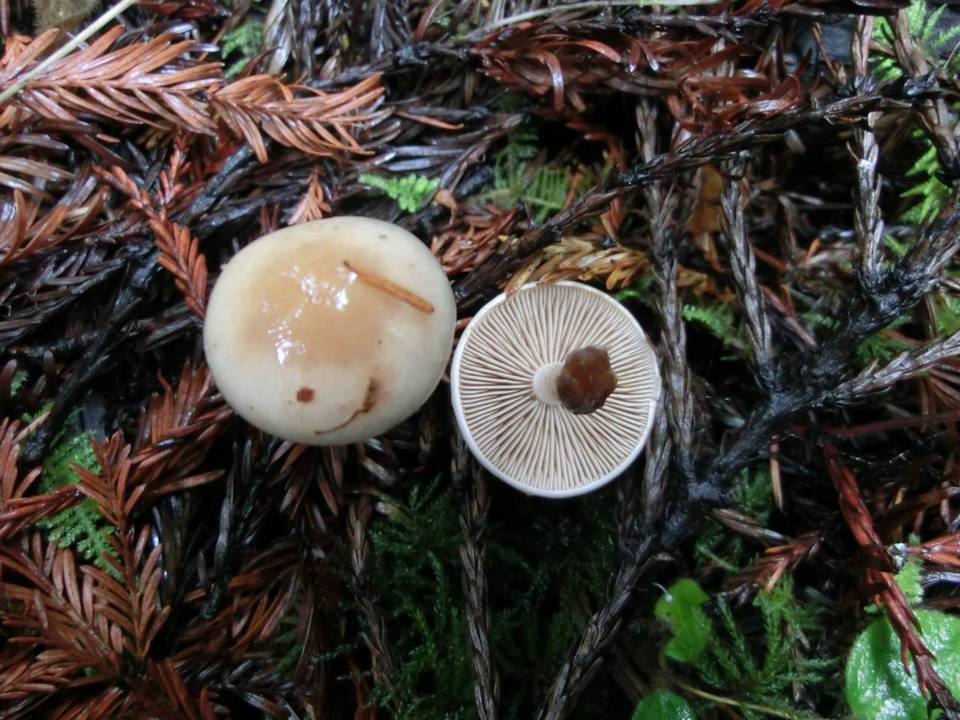 Hebeloma sacchariolens image