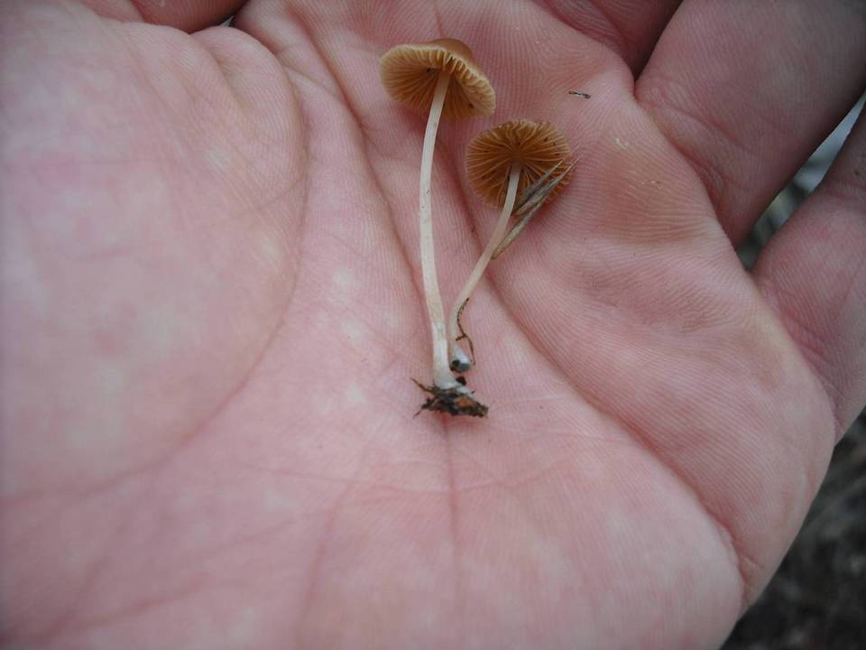 Pholiotina smithii image