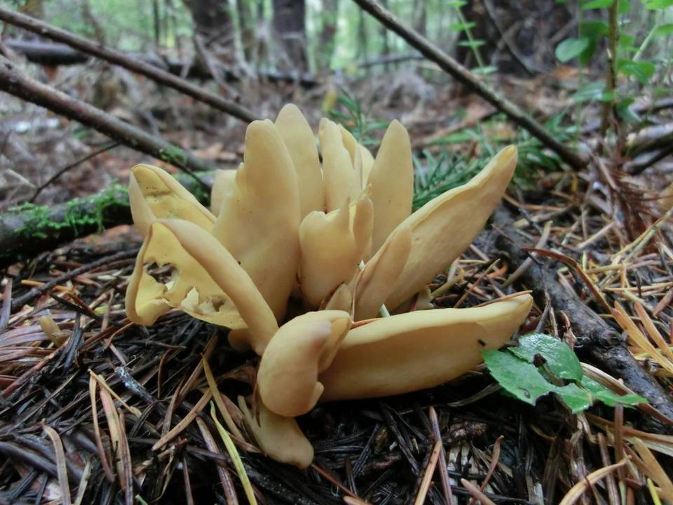 Otidea tuomikoskii image