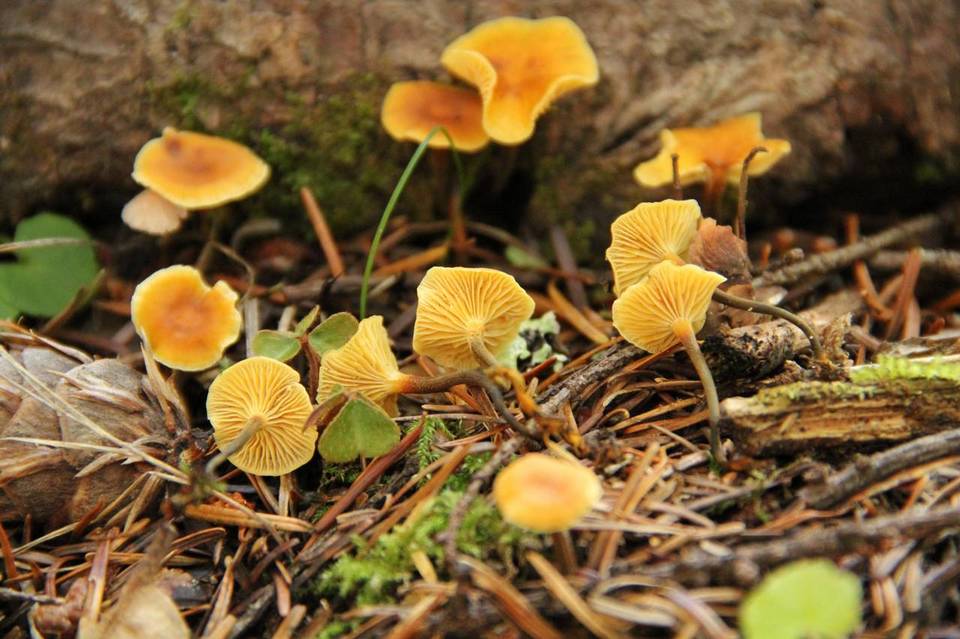 Xeromphalina fulvipes image