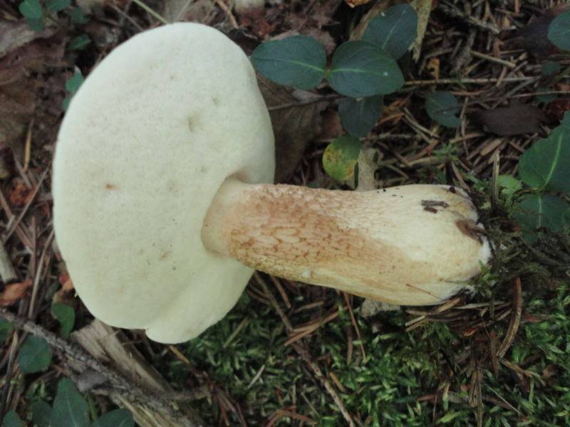 Tylopilus rhoadsiae image