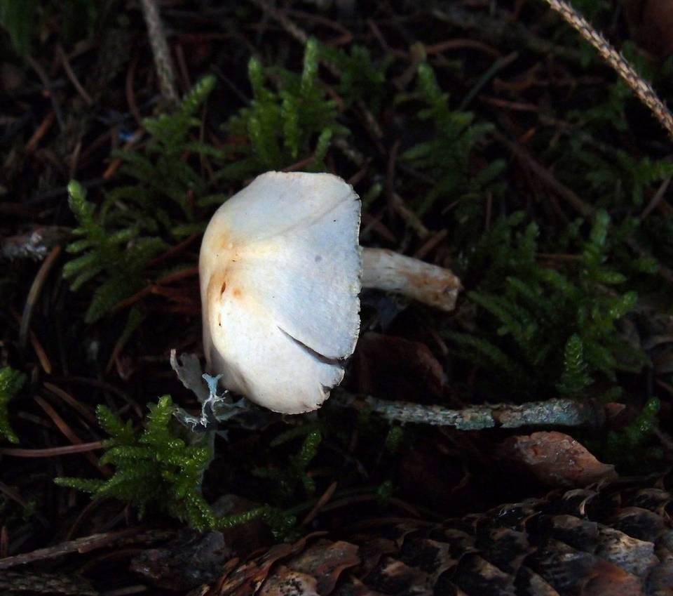 Agaricus semotus image