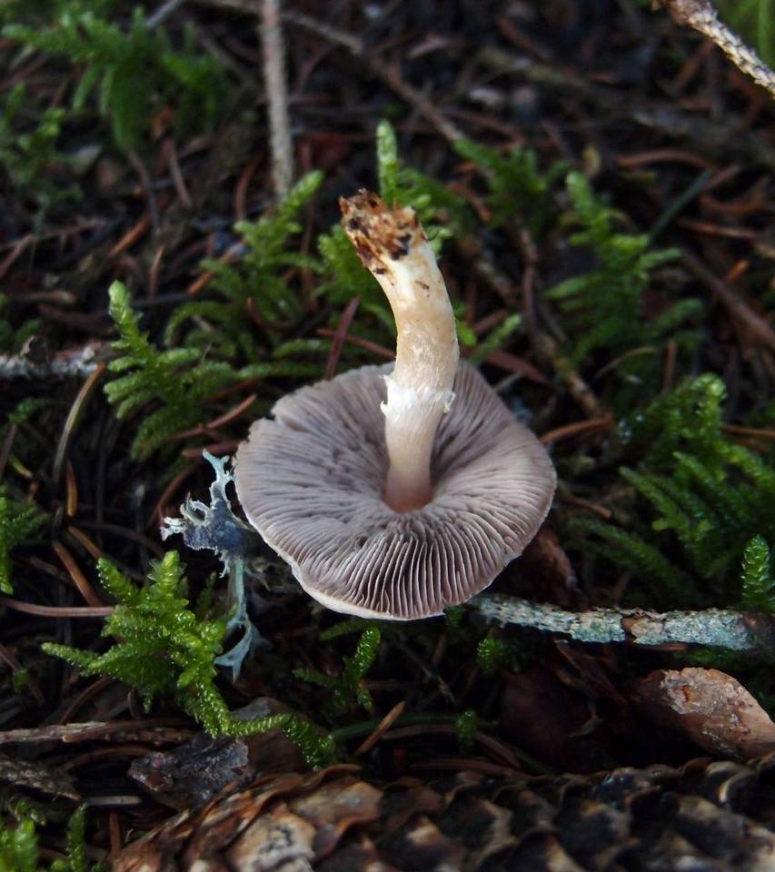 Agaricus semotus image